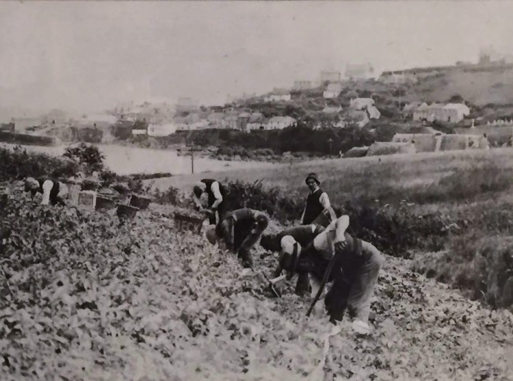 Potato Picking