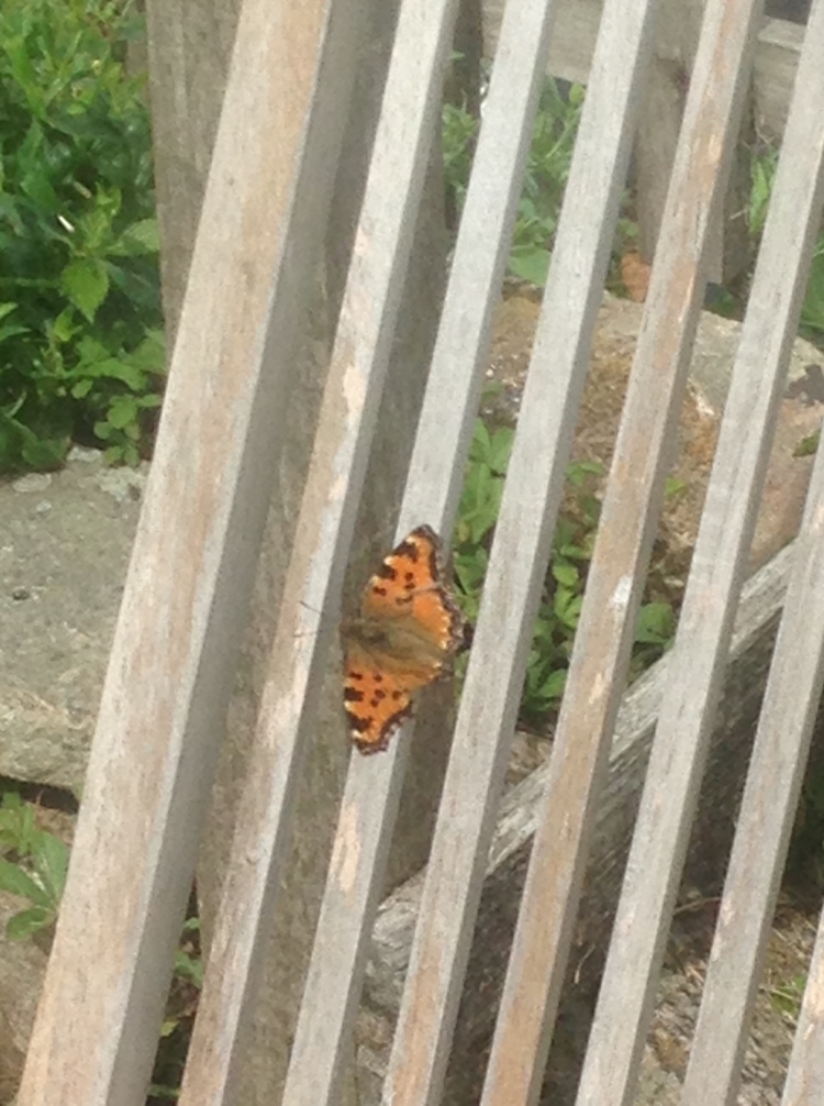 Large tortoiseshell